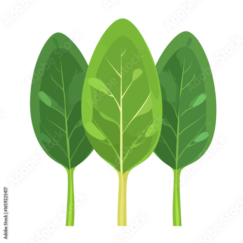 Green spinach illustration 