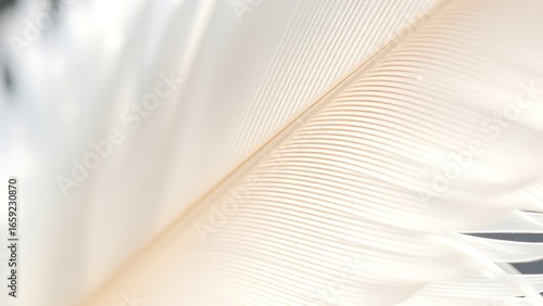 Close-up of a delicate white feather, softly lit with a blurred background.