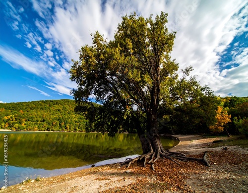 Scenic lakefront tree