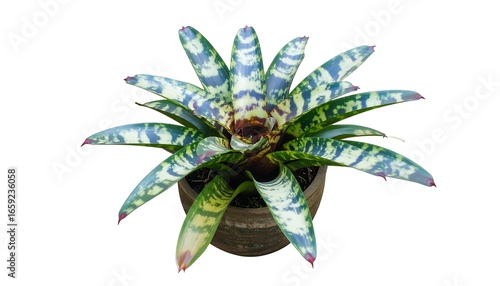 Ornamental plant in pot, vibrant colours