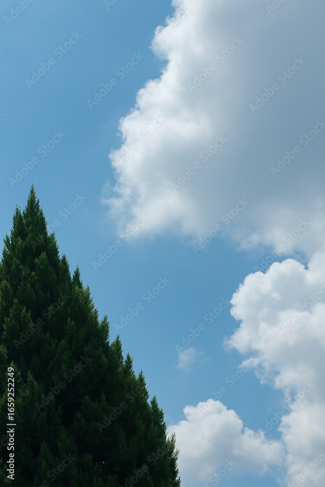 Obraz premium Blue Sky with Natural Green Trees and White Clouds 파란 하늘과 자연스러운 초록 나무 그리고 흰 구름