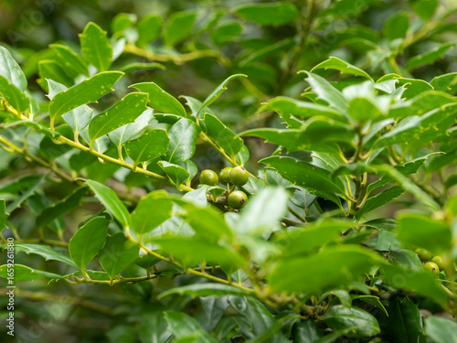 Wallpaper Mural 実を付けたアメリカンホーリー Torontodigital.ca