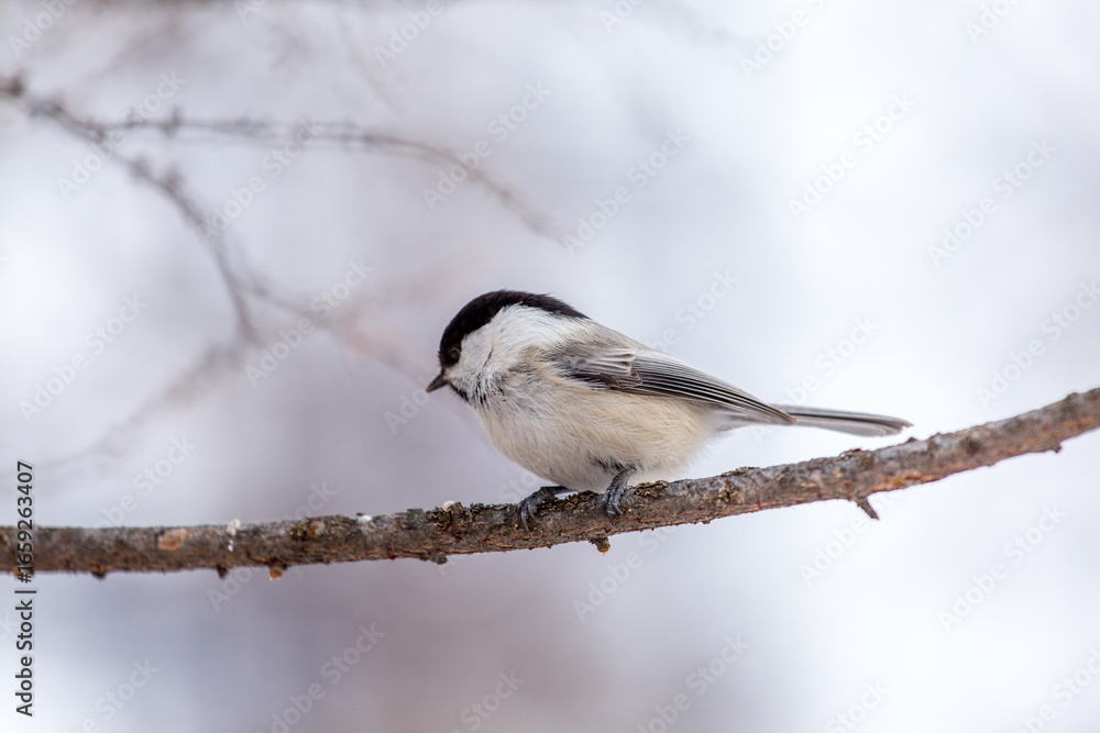 Obraz premium Adorable Winter Bird in Snowy Landscape Captured in Cold Season