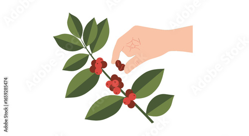Hand Picking Ripe Red Coffee Cherries from a Branch with Green Leaves Against White Background in Pixel Art Style