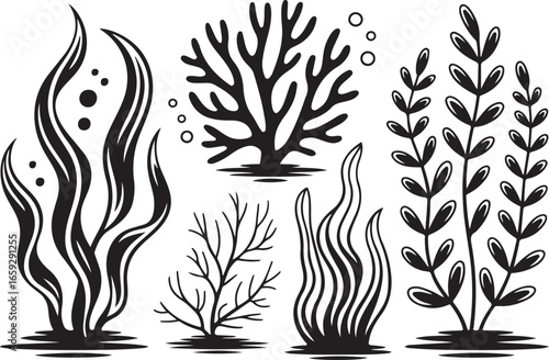 Underwater Flora Vector Set with Seaweed and Coral Silhouettes on Transparent