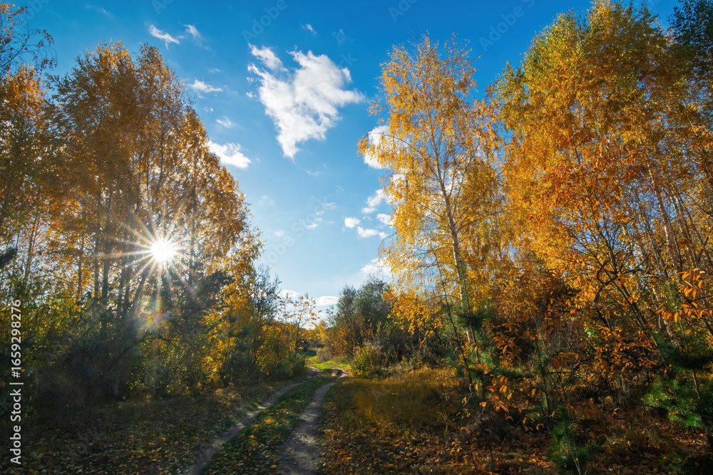 Fototapeta premium Capturing the essence of autumn with vibrant yellow trees lining a peaceful country road, basking in sunlight under a bright blue sky adorned with fluffy white clouds