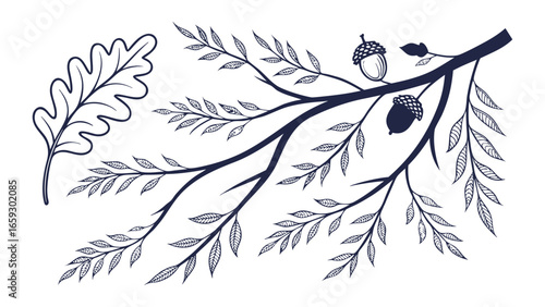 Vector art of oak branch with acorns and a single leaf.