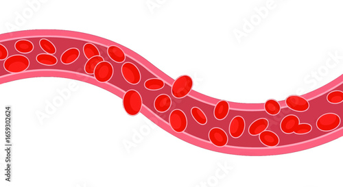 Red Blood Cells Flowing Through a Pink Vessel on White Background in a Scientific Illustration of Human Circulatory System