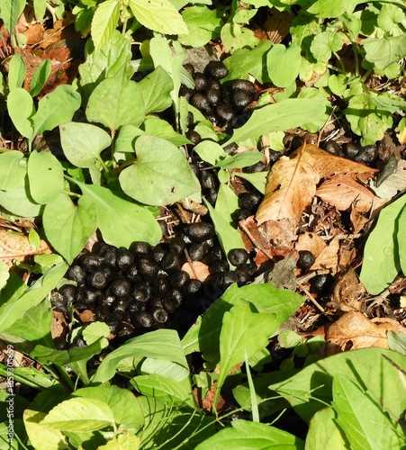 ニホンカモシカのフン