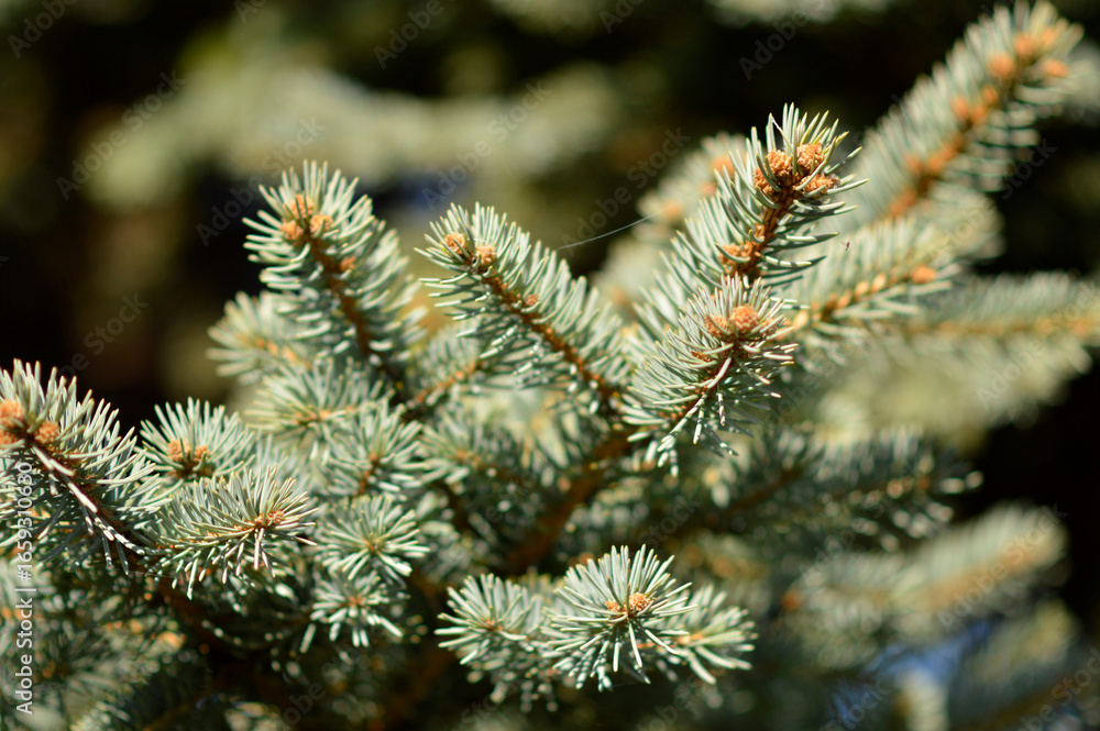 branches of silver fir tree in sunlight branches of silver fir tree in sunlight
