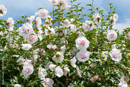 Hibiscus syriacus 'Starburst Chiffon' - Shrub of Rose of Sharon adorned with charming range of white flowers with violet-red patterns in center on erect stems clothed with green, lobed foliage