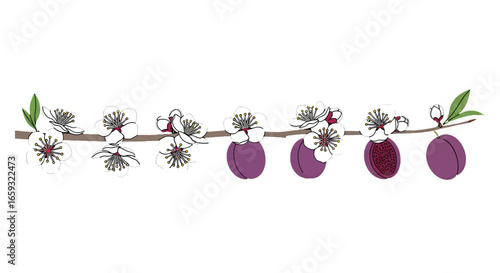 Branch with Purple Plums and White Blossoms Floral Fruit Tree Isolated on White Background for Decoration and Ornament Illustration