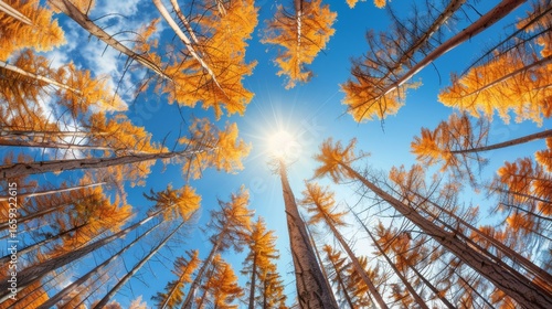 Wallpaper Mural Sunlight filtering through vibrant autumn treetops beneath a bright, clear blue sky landscape Torontodigital.ca