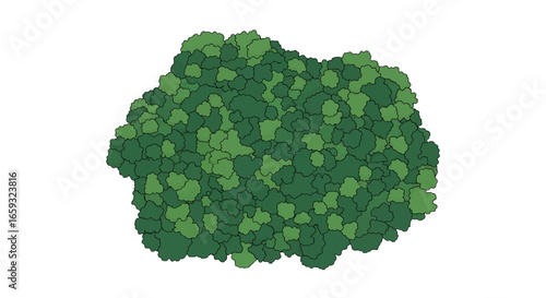 Aerial View of Dense Deciduous Green Tree Against a Clean White Backdrop