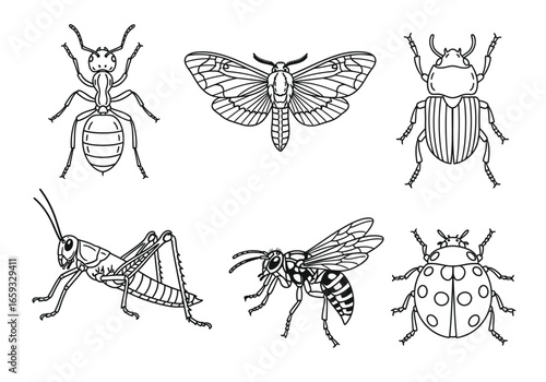 Collection of various insect illustrations in line art style.