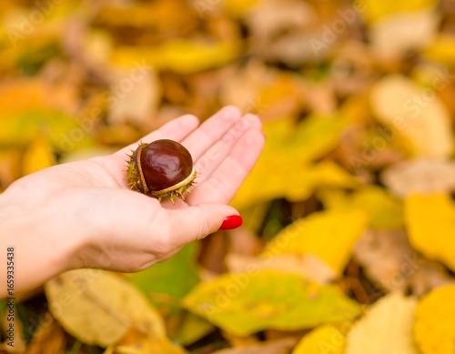 Hand holding a conker on autumn leaves
