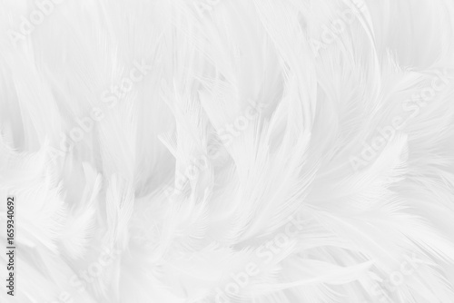 White grey color bird feather pattern texture for background and design.