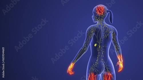 Female Body Showing Lymphatic Transport Pathways and Vessels