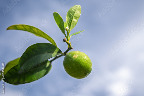 Wallpaper Mural A close-up of a green lime growing on a branch with lush green leaves. Torontodigital.ca