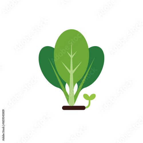 Fresh Green Spinach Plant With Sprout Illustration - Healthy Organic Produce Symbol