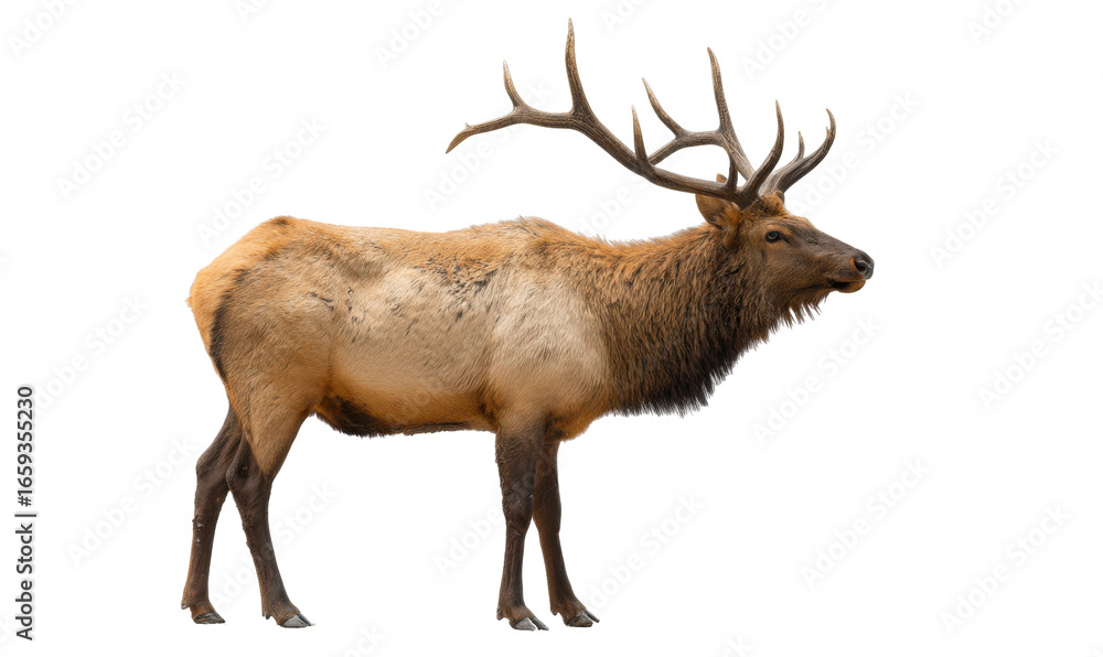 Fototapeta premium Profile view of a large elk with prominent antlers