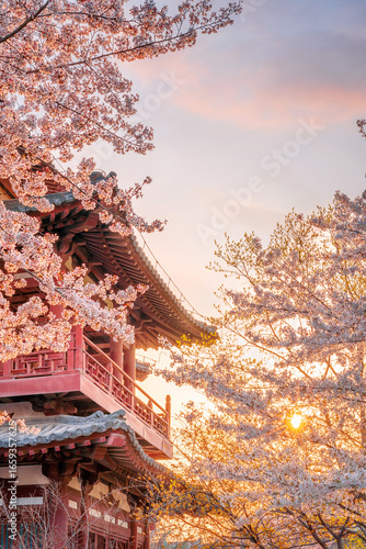 Ancient buildings and blooming cherry blossoms at Qinglong Temple in Xi'an, China