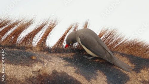 a high frame rate close up clip of a red-billed oxpecker foraging on the neck of a giraffe at kruger national park of south africa