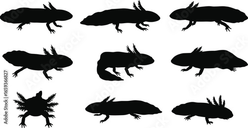 Axolotl silhouette collection in various poses, black vector icons for aquatic animal design, amphibian illustration, pet artwork, and wildlife decoration.