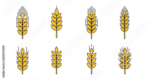 Eight yellow wheat ears in different stages of growth and development