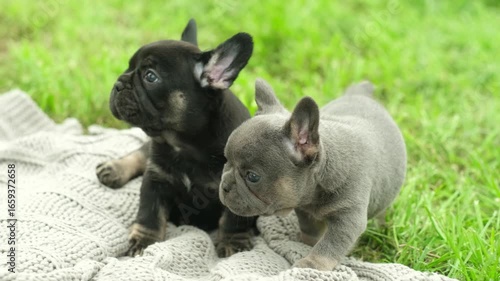 two cute funny multi-colored french bulldog puppies play funny in the summer in the green grass. dogs bite and gnaw on a stick in the park
