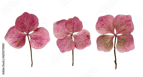 Three dried pink hydrangea blossoms on a black background