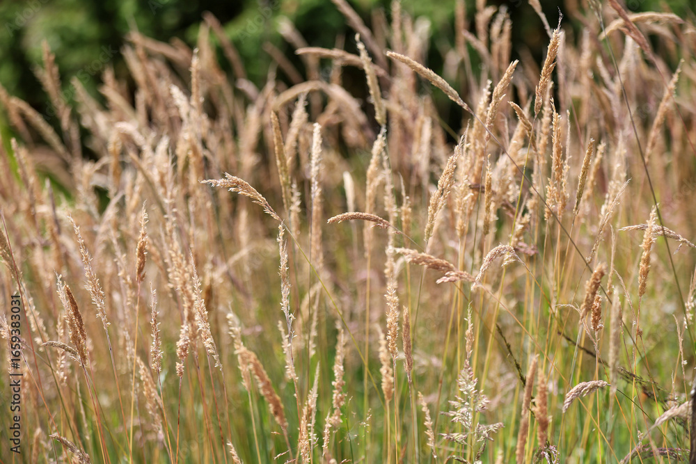 Fototapeta premium Close up of dry grass (calamagrostis stricta) in a meadow. Selective focus.