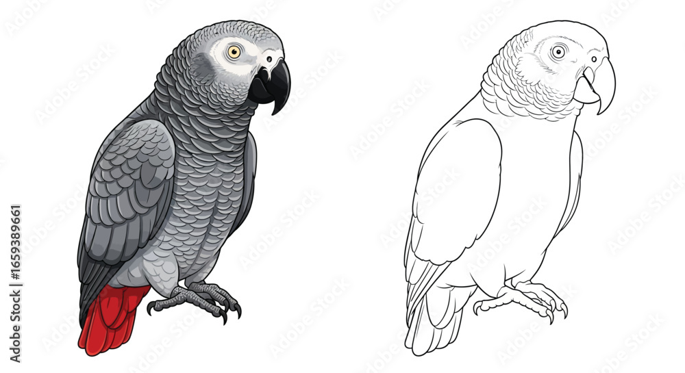 Obraz premium African Grey Parrot Dual Tone Coloring Sheet Realistic and Line Art for Kids