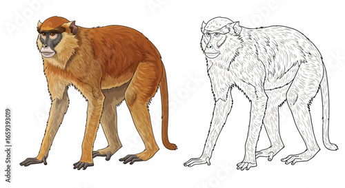 African Patas Monkey Coloring Page One Fully Colored and One Outline Educational Art