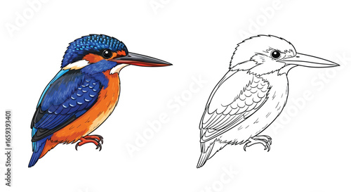 African Pygmy Kingfisher Coloring Sheet Dual Version Line and Colored Art
