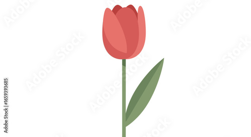 Elegant tulip illustration with a delicate coral bloom and a slender green stem presented against a clean white canvas perfect for greeting cards