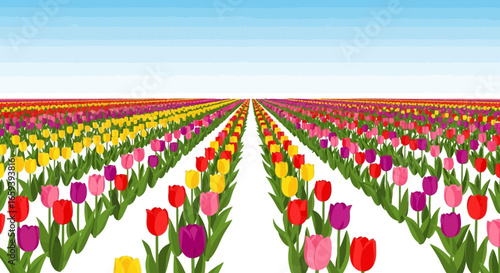 Colorful Tulip Fields Under Clear Sky, Vector Illustration Of Vibrant Spring Flowers In Rows Stretching To The Horizon With A Blue Sky Background