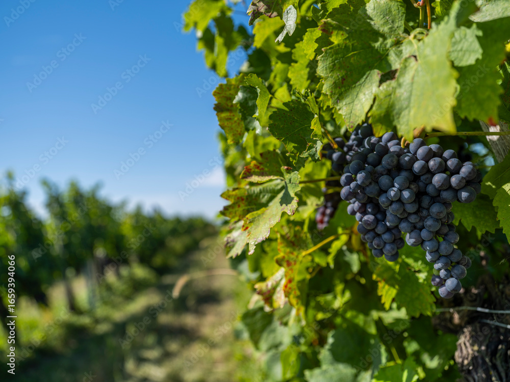 Fototapeta premium blue grapes in green vineyard