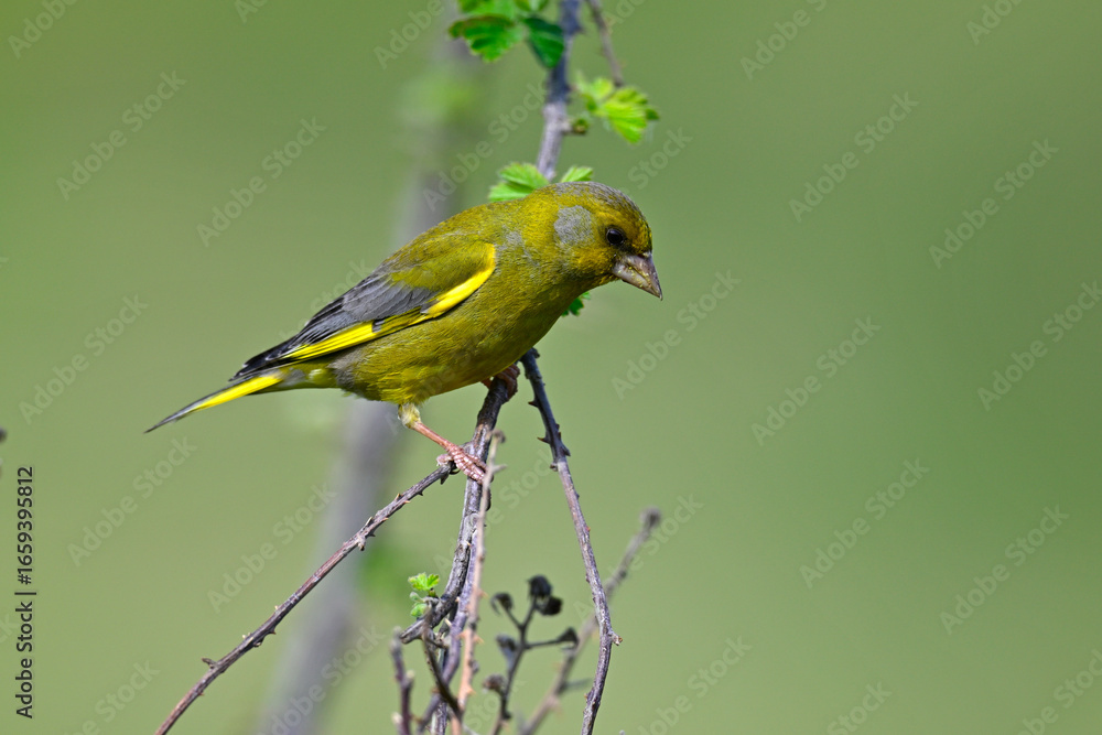 Grünfink // European greenfinch (Chloris chloris) Grünfink // European greenfinch (Chloris chloris)