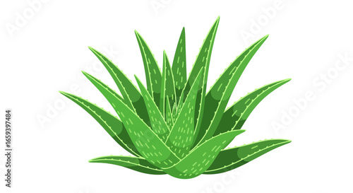 Stylized depiction of an aloe vera plant, showcasing its vibrant green leaves and distinctive shape, ideal for design projects or health related