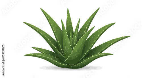 Vibrant Aloe Vera Plant Illustration Showcasing Its Lush Green Leaves and Medicinal Qualities Isolated on White Background