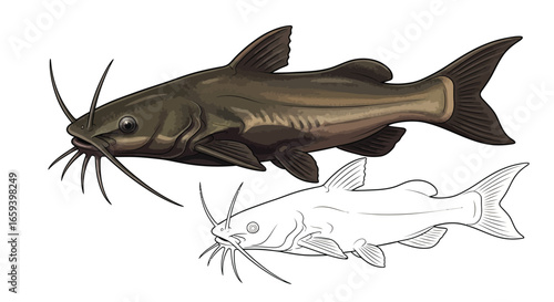 Catfish from African Rivers Coloring Page with Dual Artistic Styles for Education and Fun