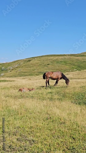 cavalli al pascolo allo stato brado in montagna video 9:16 
