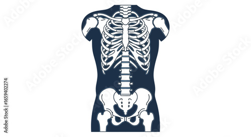 Anatomical human skeletal structure illustration, presenting a stylized depiction of the ribcage and pelvic girdle isolated on plain background