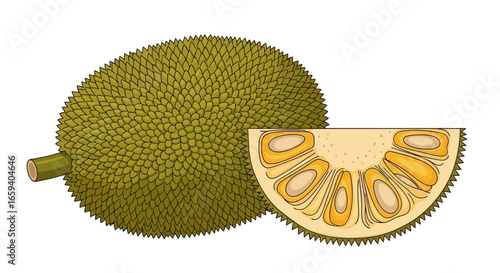 Illustration showcasing a whole jackfruit and a cross-sectional slice against a clean white backdrop, highlighting its unique texture and interior