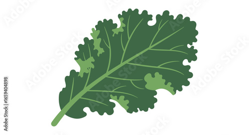 Vibrant green kale leaf with intricately detailed venation isolated against a pristine white background conveys freshness and health
