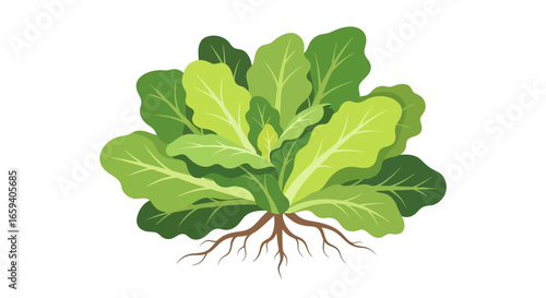Stylized leafy green vegetable illustration showcasing a healthy ingredient ready to be used in various culinary projects and food presentations