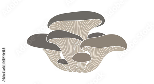 Artistic illustration of oyster mushrooms with grey hues isolated on a white backdrop provides a clear, detailed view for botanical or culinary