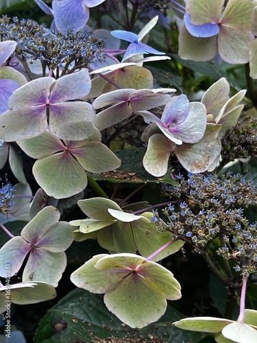 Hydrangeas of various colours against a green background