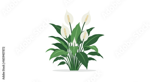 Elegant Peace Lily Arrangement with Fresh Green Leaves, Symbolizing Tranquility and Serenity in Home Decor Illustration